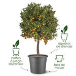 algarve cilindro 35cm beige seta